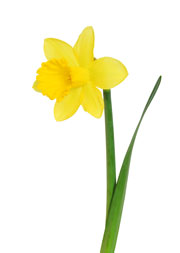 Daffodil Month